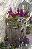 Körbe bepflanzt mit Hyacinthus 'Purple Sensation' (Hyazinthen)