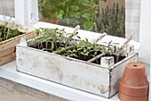 Tomato sowing on the windowsill
