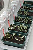 Vegetable growing in heatable sowing bowls