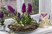 Hyacinthus 'Purple Sensation' (Hyazinthen) in Kranz aus Ästen, Rinde