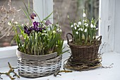 Baskets with Galanthus nivalis (snowdrop), Iris reticulata