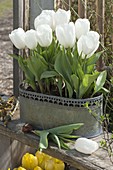 Tulipa 'Calgary' (tulip) white in metal jardiniere