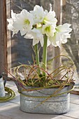 Hippeastrum 'Mont Blanc' in zinc jardiniere, decorated with twigs