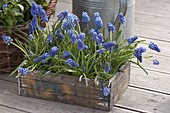 Muscari aucheri 'Blue Magic' (grape hyacinth) in wooden box