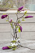 Zweige von Magnolia liliiflora 'Susan' (Purpur-Magnolie) in Glas-Vase