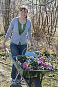 Woman with wheelbarrow full of spring flowers for planting