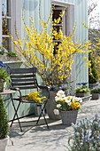 Blooming forsythia on the terrace