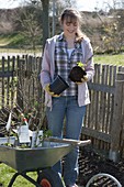 Frau bepflanzt Beet am Zaun mit Beerenstraeuchern