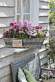 Hanging basket box with spring flowers and bellis