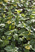 Lamium galeobdolon 'Florentinum', evergreen groundcover