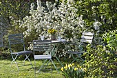 Seating on the lawn in front of Malus sargentii (ornamental apple)