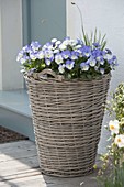 Tall gray basket with spring bloomers beside house entrance