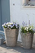 Tall gray baskets with spring bloomers beside house entrance