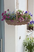 Wicker basket planted as a hanging basket with Dianthus, Myosotis