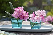 Inflorescences of rhododendron placed in blue glasses
