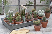 Cactuses in clay pots on metal tray on the greenhouse window