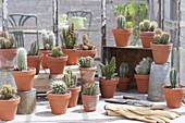 Cactuses in clay pots in the greenhouse