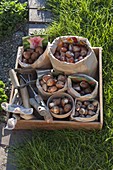 Tray of flower bulbs in paper bags for autumn planting