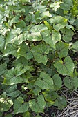 Tree spinach is also called wild buckwheat