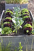 Raised bed of Salanova salads, cabbage and onions