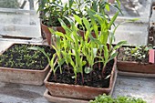 Young sweetcorn (Zea mays) plants in a terracotta bowl