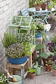 Early summer terrace with herbs and self-grown seedlings