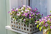 Basket with Torenia 'Lovely Purple' at the window