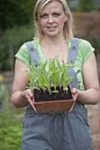 Woman with self-seeded young plants of corn in terracotta bowl