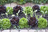 Lettuce Salanova 'Descartes' green, 'Seurat' black-red
