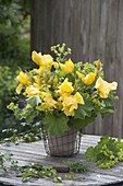 Bouquet of yellow iris barbata, Alchemilla