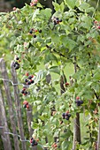 Schwarze Himbeere 'Black Jewel' (Rubus occidentalis)