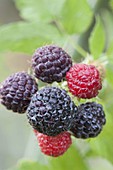Black raspberry 'Black Jewel'