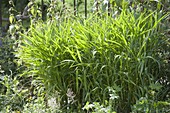 Spodiopogon sibiricus 'West Lake' (Villous-needle grass)