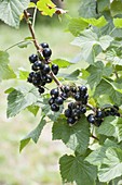 Blackcurrant 'Kir Royal' (Ribes nigrum)