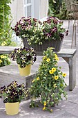 Basket and tinplate with Petunia 'Crazytunia Pulse' 'Star Jubilee'