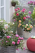 Rose terrace with pink 'Magic Meidiland', 'Ghislaine de Feligonde', 'Palace Rose
