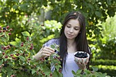 Junge Frau pflückt Brombeeren (Rubus fruticosus)