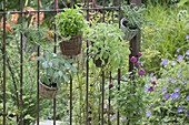 Baskets of herbs on rusty garden fence sage 'Berggarten' 'Icterina'