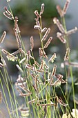 Bouteloua gracilis (mosquito grass)