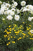 Bed with white dahlias and perennials