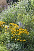 Blue-yellow late summer bed with perennials and grasses