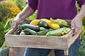 Woman bringing tray of freshly harvested zucchini