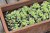 Freshly risen salad seedlings, in terracotta box