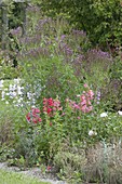Perennial flowerbed with Verbena hastata 'Pink Spiers'