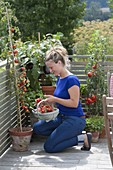 Frau erntet Tomaten auf dem Balkon