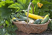 Basket with freshly harvested zucchini and onions