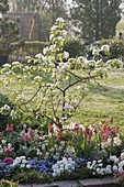 Flowering quince planted with Tulipa, Iberis