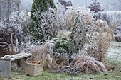 Wintery bed with hoarfrost on perennials, grasses and shrubs