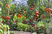 Vegetable patch with tomatoes (Lycopersicon), hot peppers, snack paprika