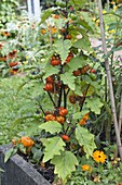 Äthiopische Eierfrucht 'Red China' (Solanum aethiopicum)